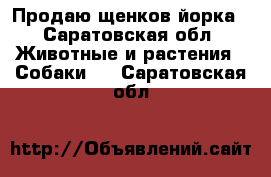 Продаю щенков йорка - Саратовская обл. Животные и растения » Собаки   . Саратовская обл.